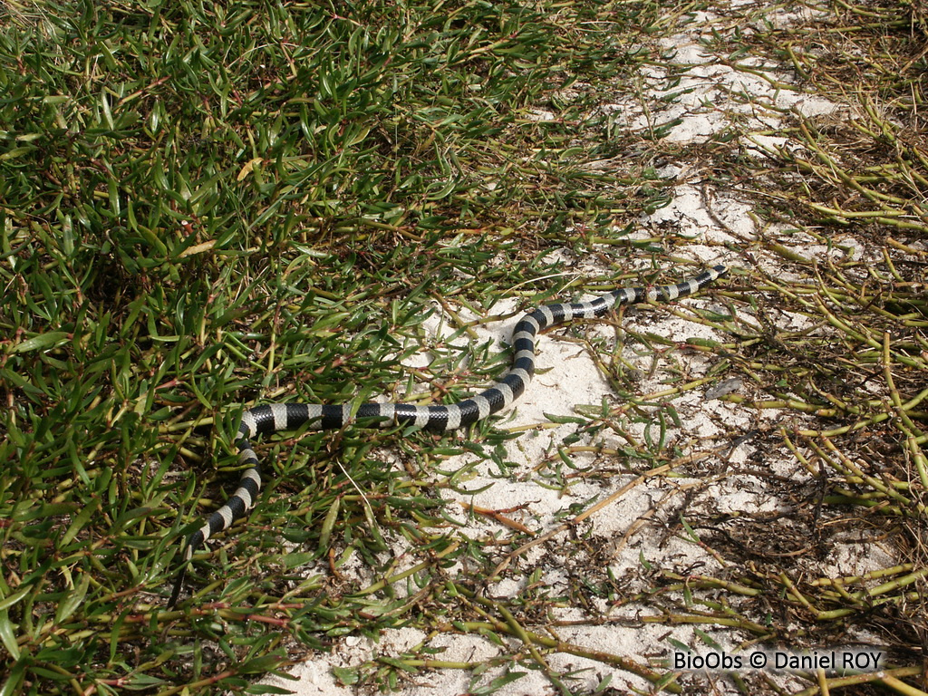 Tricot rayé jaune - Laticauda saintgironsi - Daniel ROY - BioObs