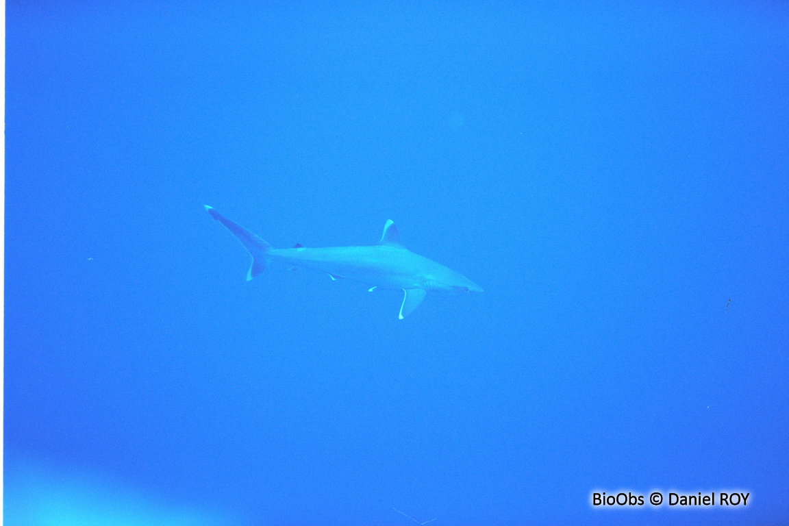 Requin pointes blanches de récif - Carcharhinus albimarginatus - Daniel ROY - BioObs