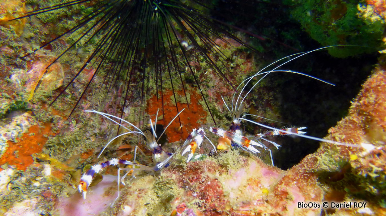 Grande crevette nettoyeuse - Stenopus hispidus - Daniel ROY - BioObs
