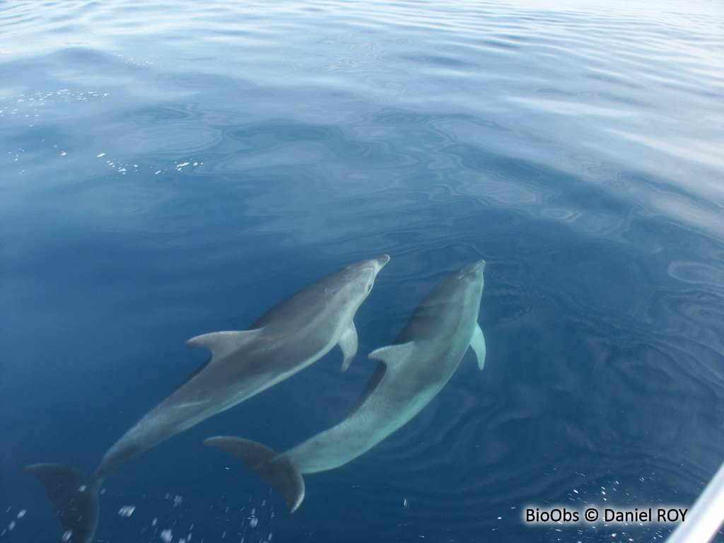 Grand dauphin - Tursiops truncatus - Daniel ROY - BioObs