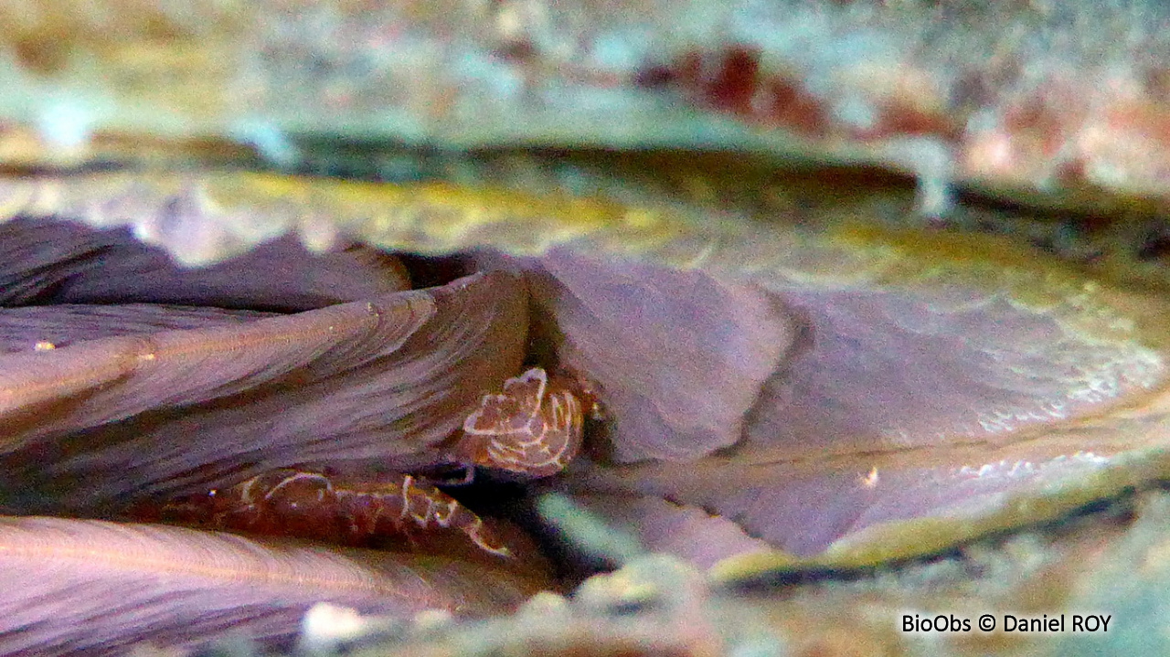 Crevette commensale de la grande nacre - Pontonia pinnophylax - Daniel ROY - BioObs