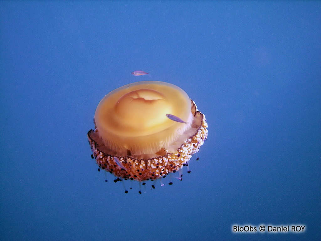 Méduse oeuf au plat - Cotylorhiza tuberculata - Daniel ROY - BioObs