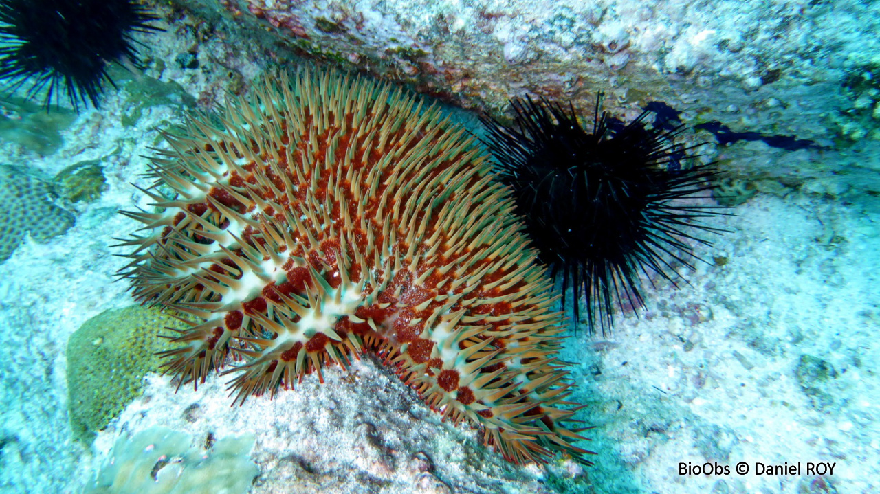 Etoile de mer couronne d'épines de Maurice - Acanthaster mauritiensis - Daniel ROY - BioObs