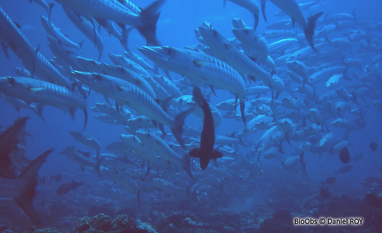 Barracuda à nageoire noire - Sphyraena qenie - Daniel ROY - BioObs