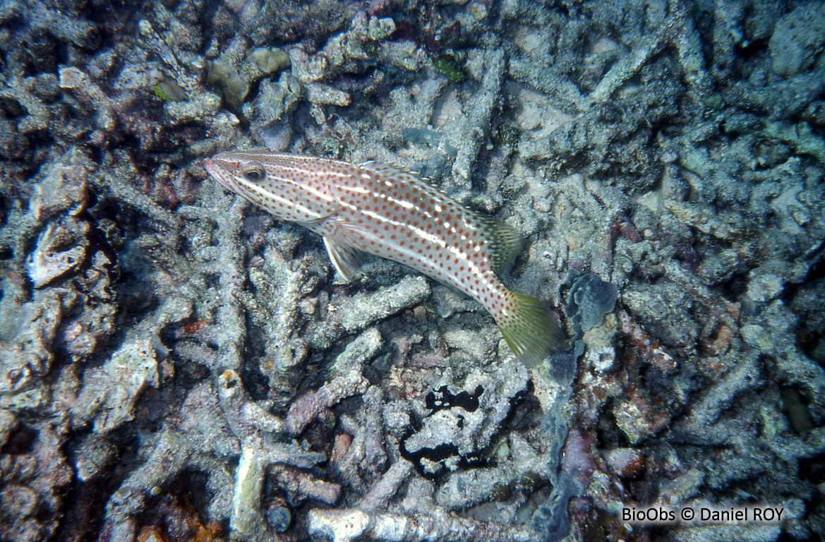 Mérou élégant - Anyperodon leucogrammicus - Daniel ROY - BioObs