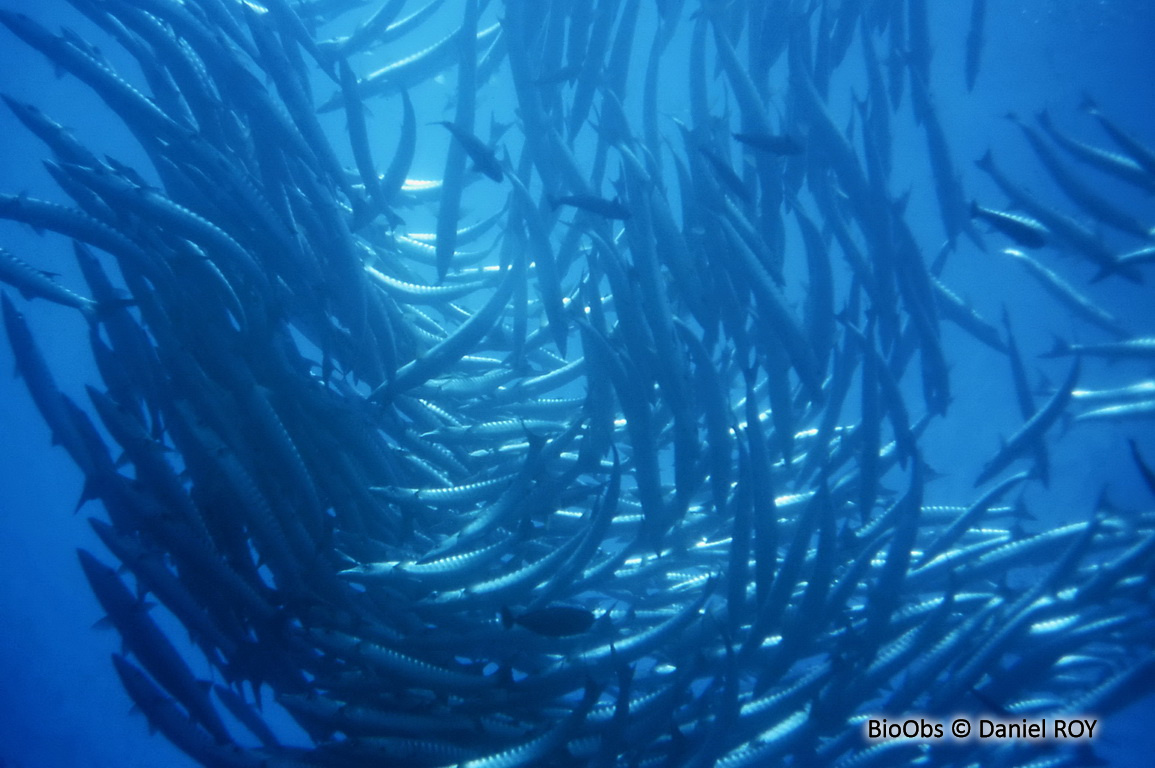 Barracuda à nageoire noire - Sphyraena qenie - Daniel ROY - BioObs