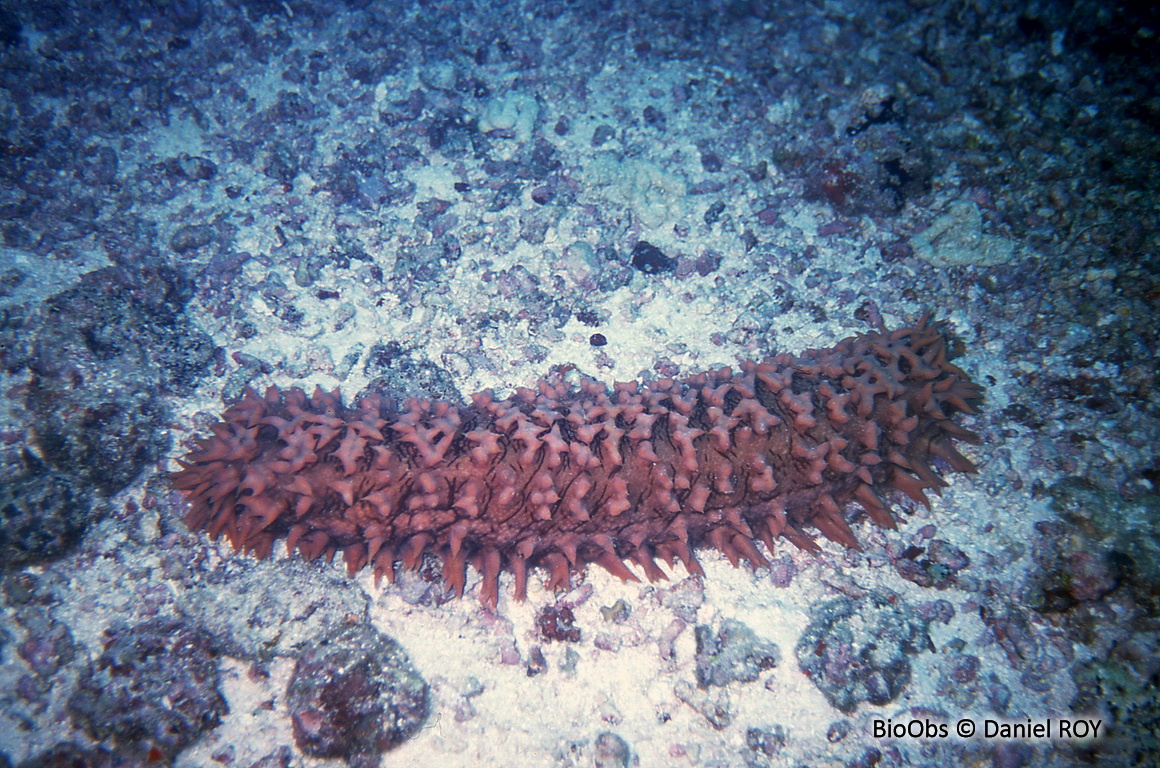 Concombre de mer épineux - Thelenota ananas - Daniel ROY - BioObs