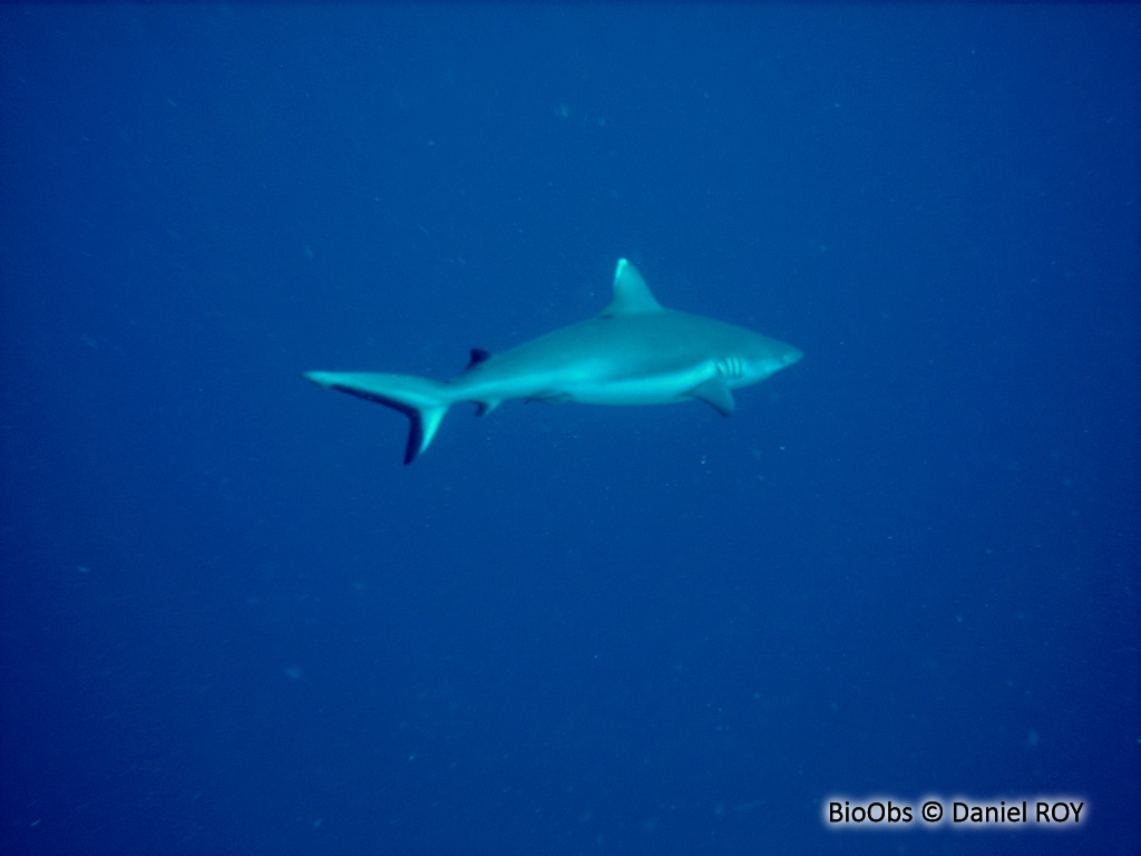 Requin gris de récif - Carcharhinus amblyrhynchos - Daniel ROY - BioObs