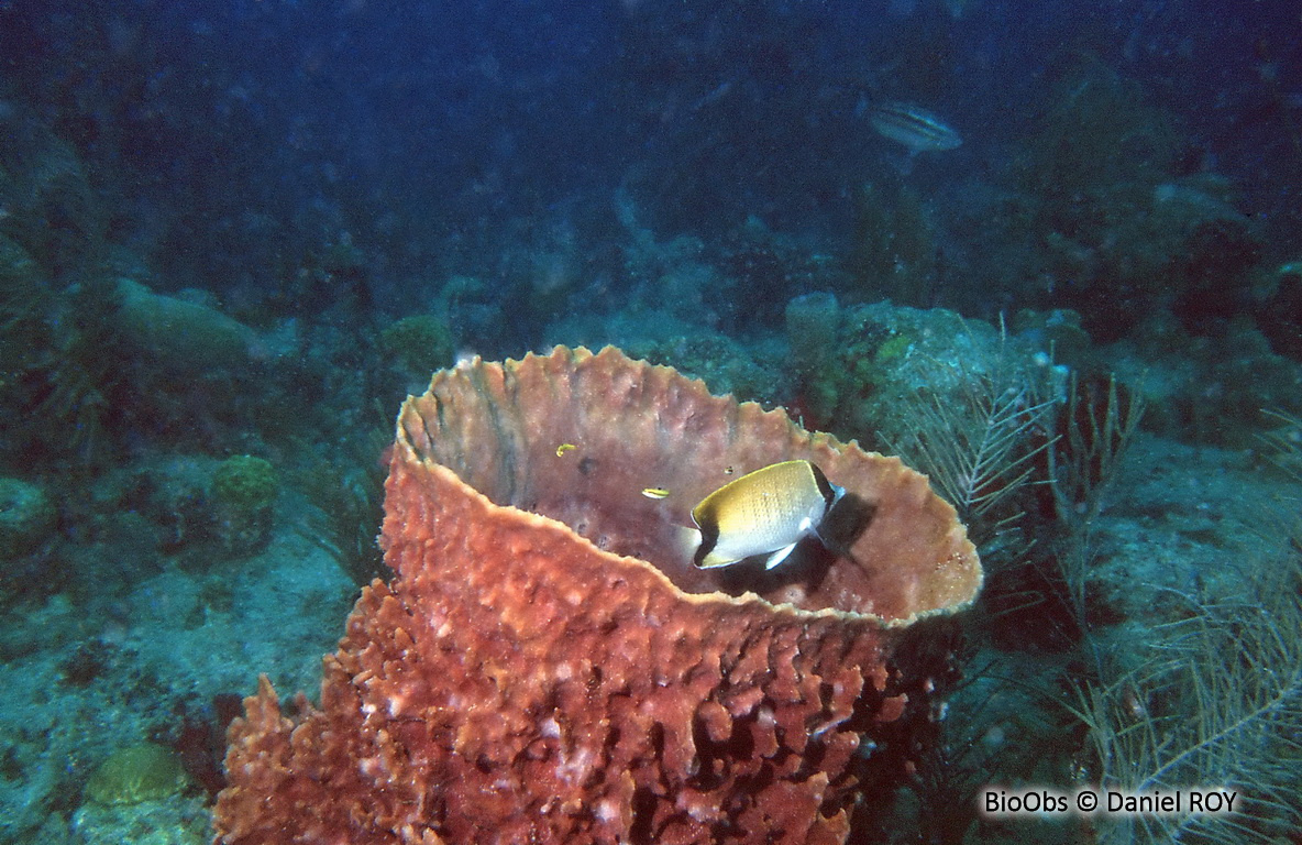 Poisson-papillon sédentaire - Chaetodon sedentarius - Daniel ROY - BioObs