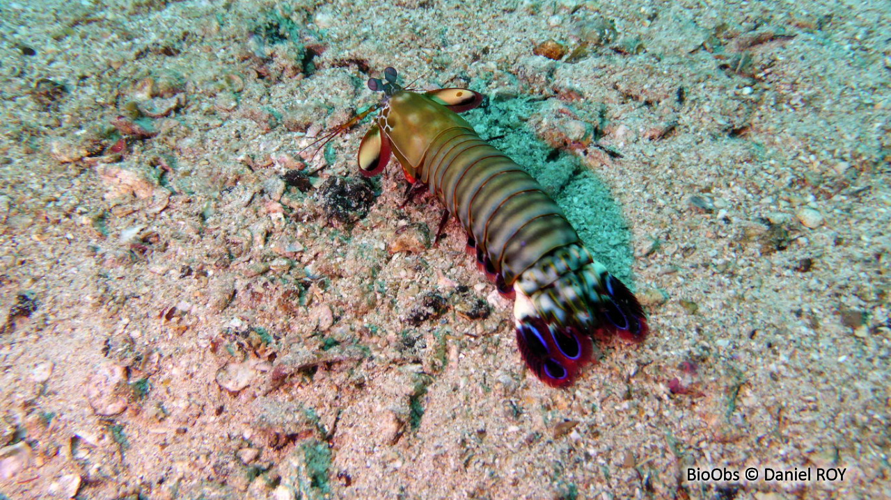 Mante de mer paon - Odontodactylus scyllarus - Daniel ROY - BioObs