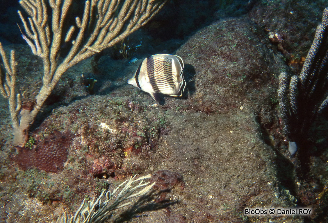 Poisson-papillon strié - Chaetodon striatus - Daniel ROY - BioObs