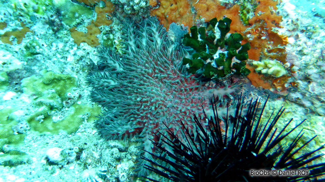 Etoile de mer couronne d'épines de Maurice - Acanthaster mauritiensis - Daniel ROY - BioObs