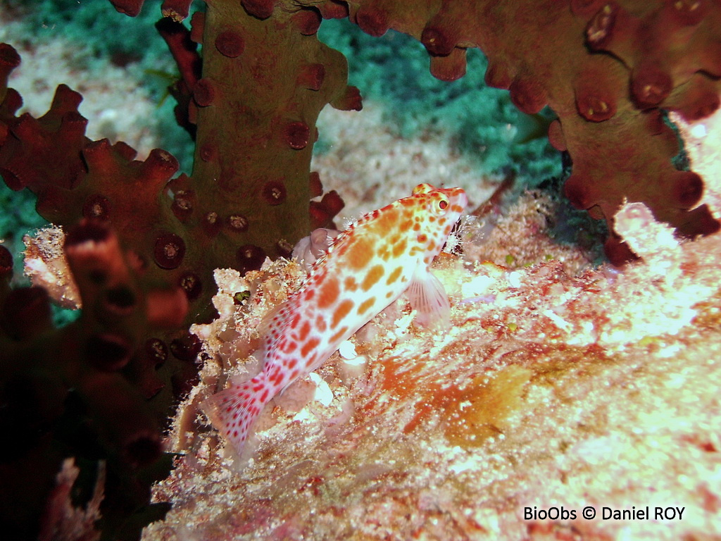 Epervier à points rouges - Cirrhitichthys oxycephalus - Daniel ROY - BioObs
