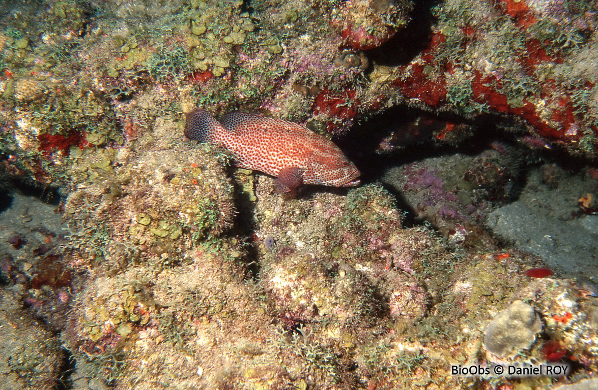 Mérou de roche Caraïbes - Cephalopholis cruentata - Daniel ROY - BioObs