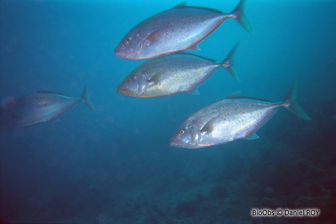Carangue bajad - Carangoides bajad - Daniel ROY - BioObs