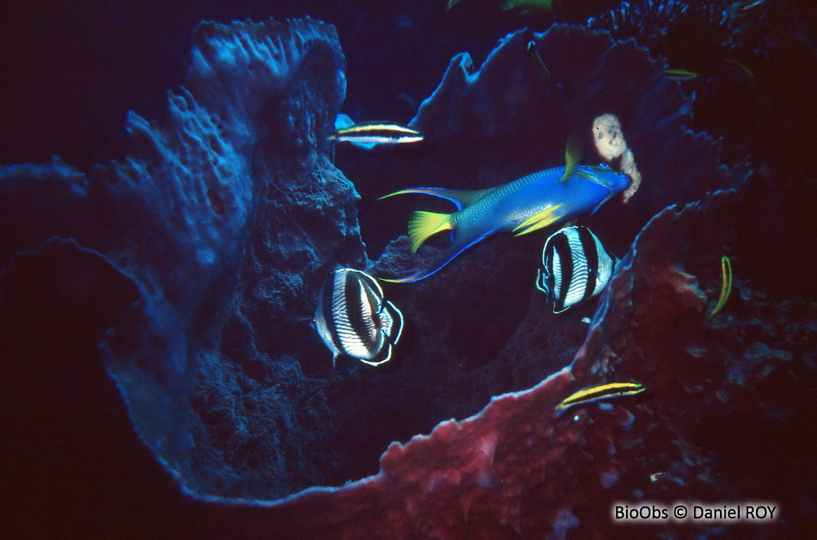 Poisson-papillon strié - Chaetodon striatus - Daniel ROY - BioObs