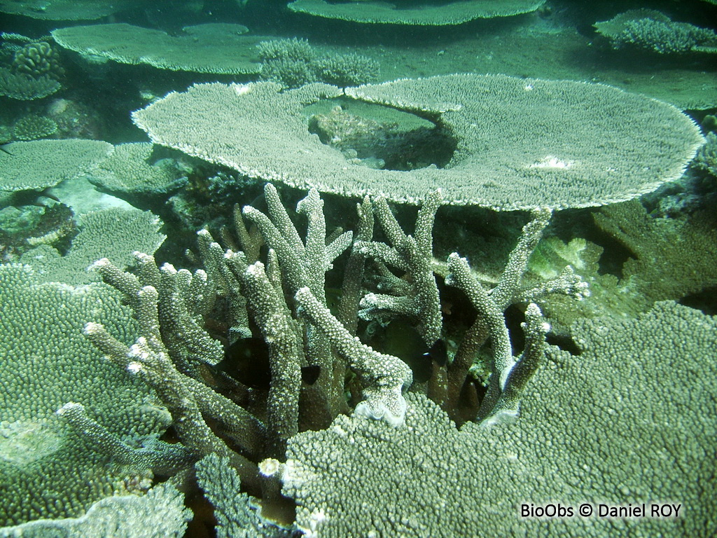 Acropore, corail table ou branchu - Acropora sp - Daniel ROY - BioObs