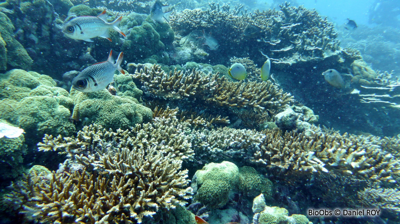 Poisson-soldat violacé - Myripristis violacea - Daniel ROY - BioObs