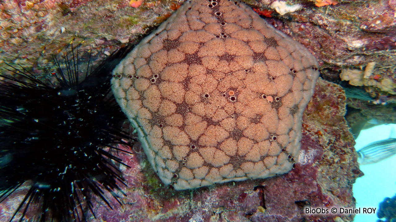 Etoile de mer coussin de l'Océan Indien - Culcita schmideliana - Daniel ROY - BioObs