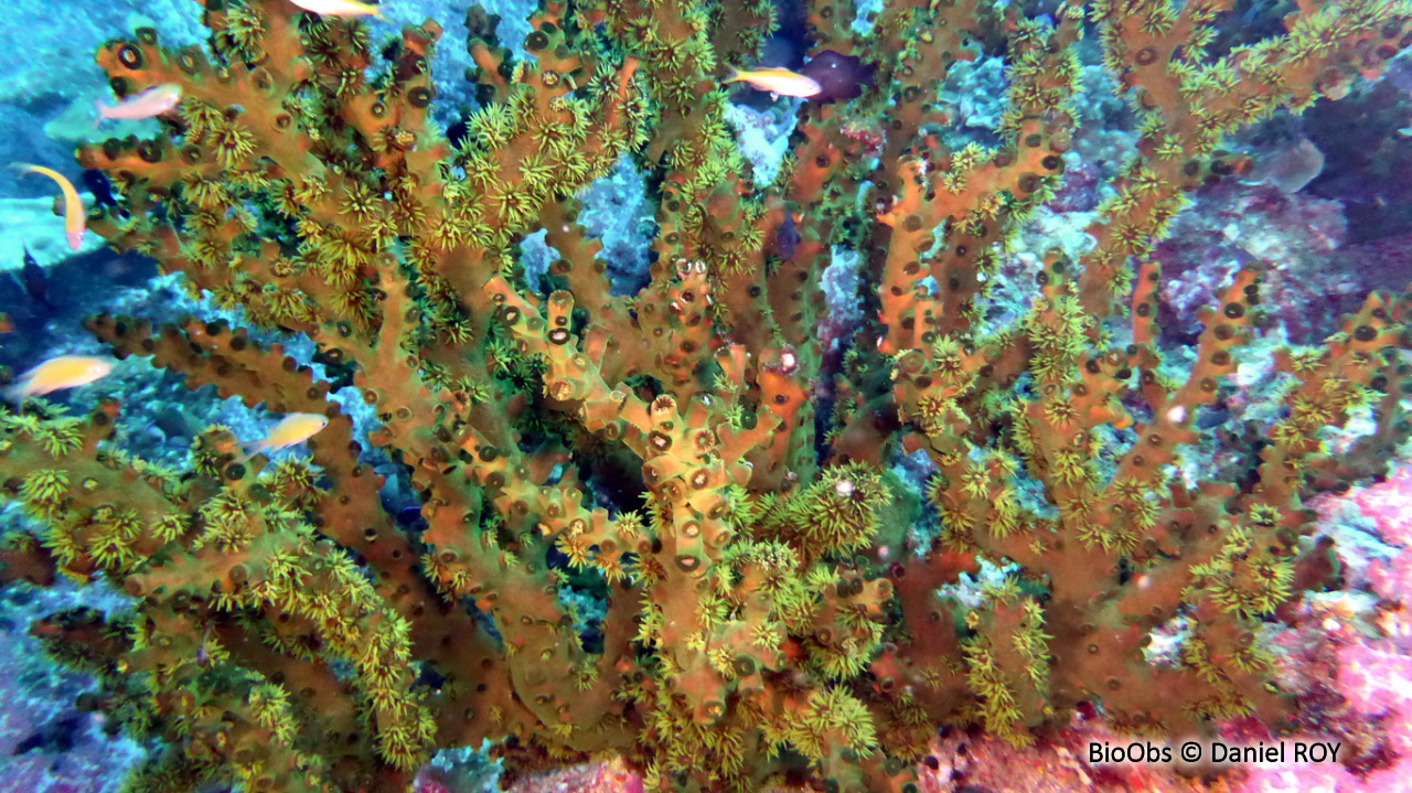 Tubastrée arborescente - Tubastraea micranthus - Daniel ROY - BioObs