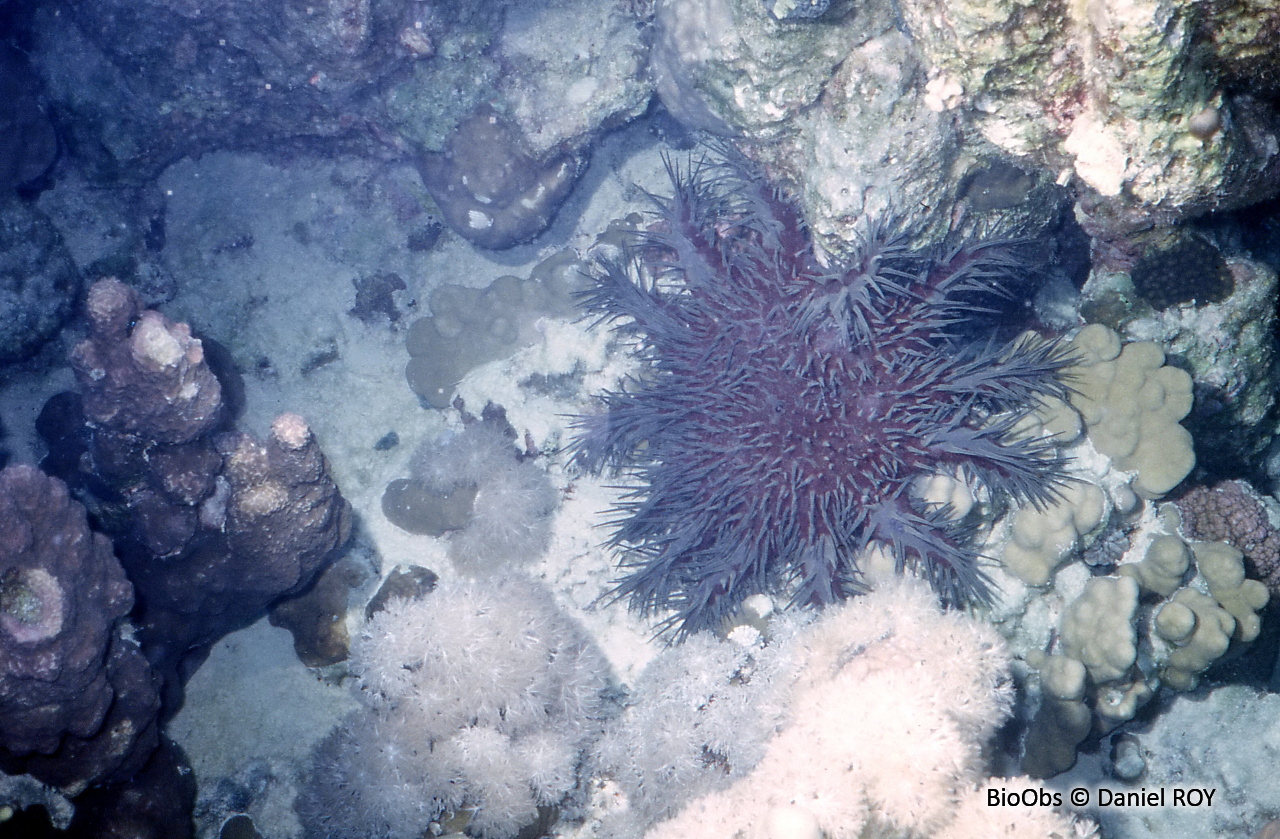 Acanthaster de Benzie - Acanthaster benziei - Daniel ROY - BioObs