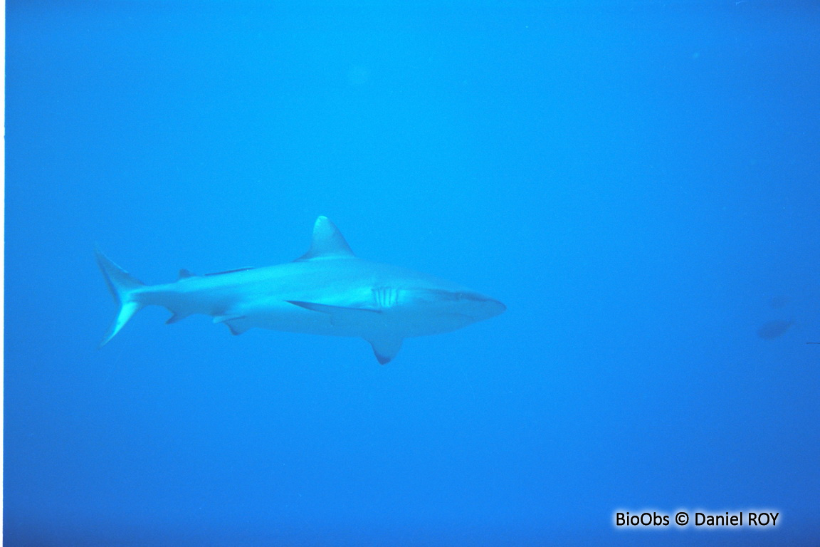 Requin gris de récif - Carcharhinus amblyrhynchos - Daniel ROY - BioObs