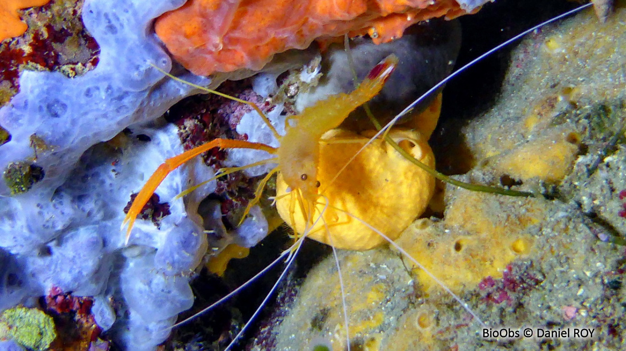Crevette cavernicole à grandes pinces - Stenopus spinosus - Daniel ROY - BioObs