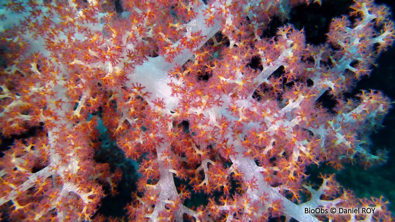 Alcyonaire épineux - Dendronephthya spp. - Daniel ROY - BioObs