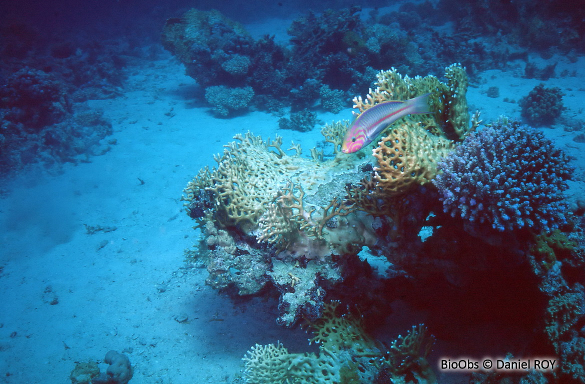 Girelle paon de mer rouge - Thalassoma rueppellii - Daniel ROY - BioObs