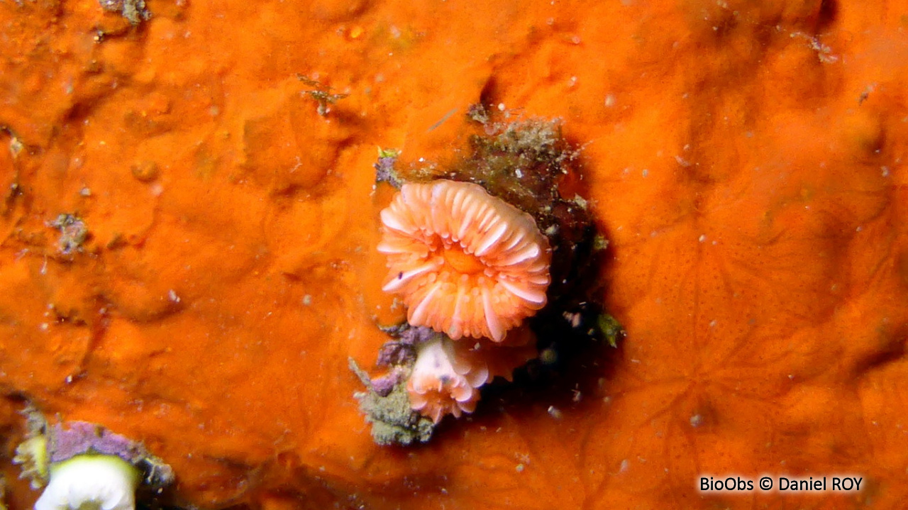 Madrepore oeillet - Caryophyllia inornata - Daniel ROY - BioObs