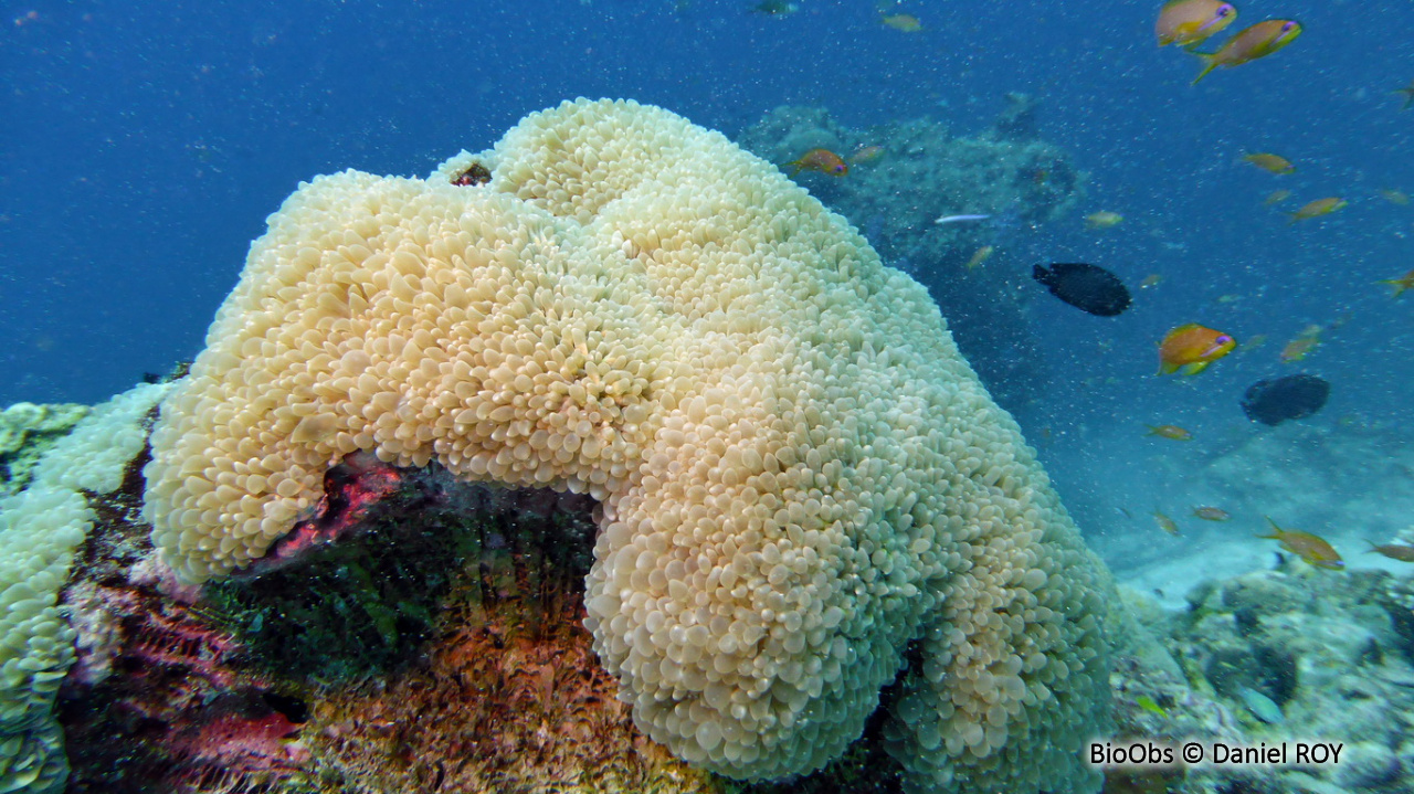 Corail à bulles sinueux - Plerogyra sinuosa - Daniel ROY - BioObs