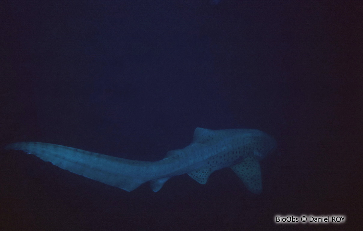 Requin zèbre - Stegostoma fasciatum - Daniel ROY - BioObs