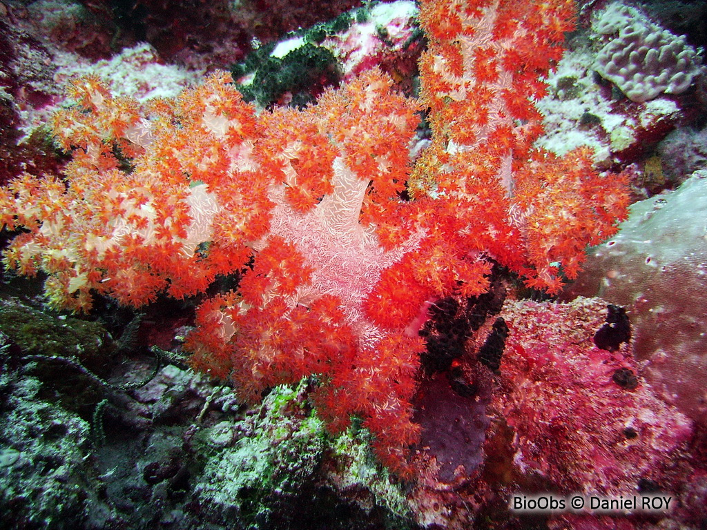 Alcyonaire épineux - Dendronephthya spp. - Daniel ROY - BioObs