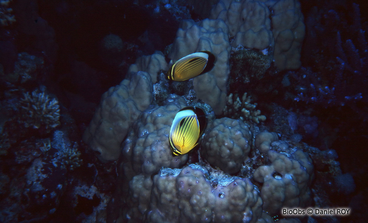 Poisson-papillon côtelé de mer Rouge - Chaetodon austriacus - Daniel ROY - BioObs
