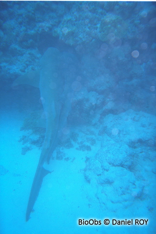 Requin-nourrice fauve - Nebrius ferrugineus - Daniel ROY - BioObs
