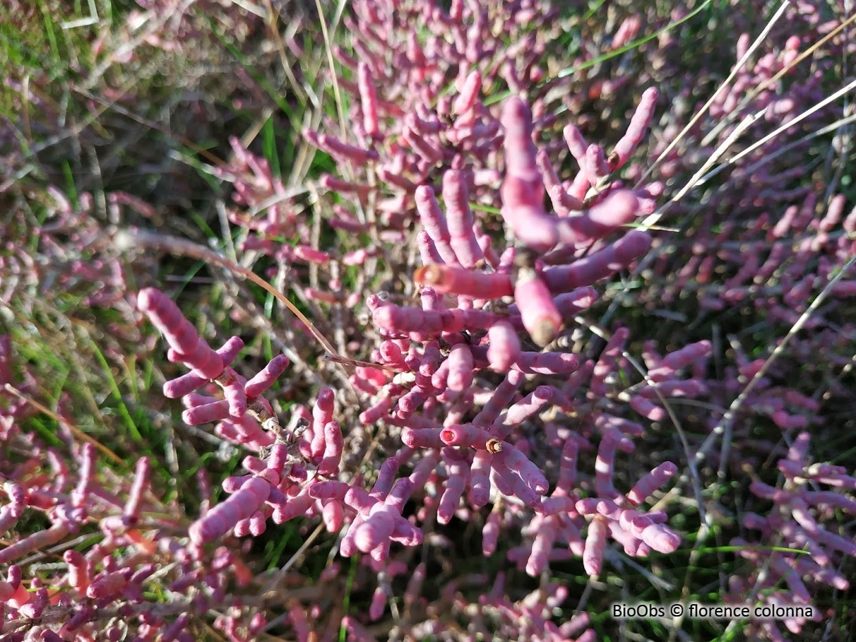 Salicorne - Salicornia spp. - florence colonna - BioObs