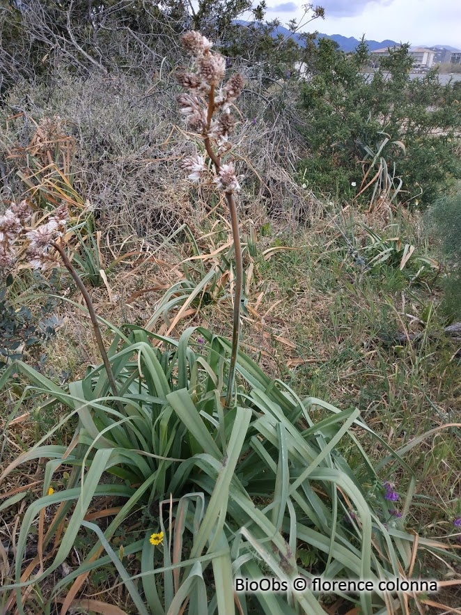 Grande asphodèle - Asphodelus ramosus - florence colonna - BioObs