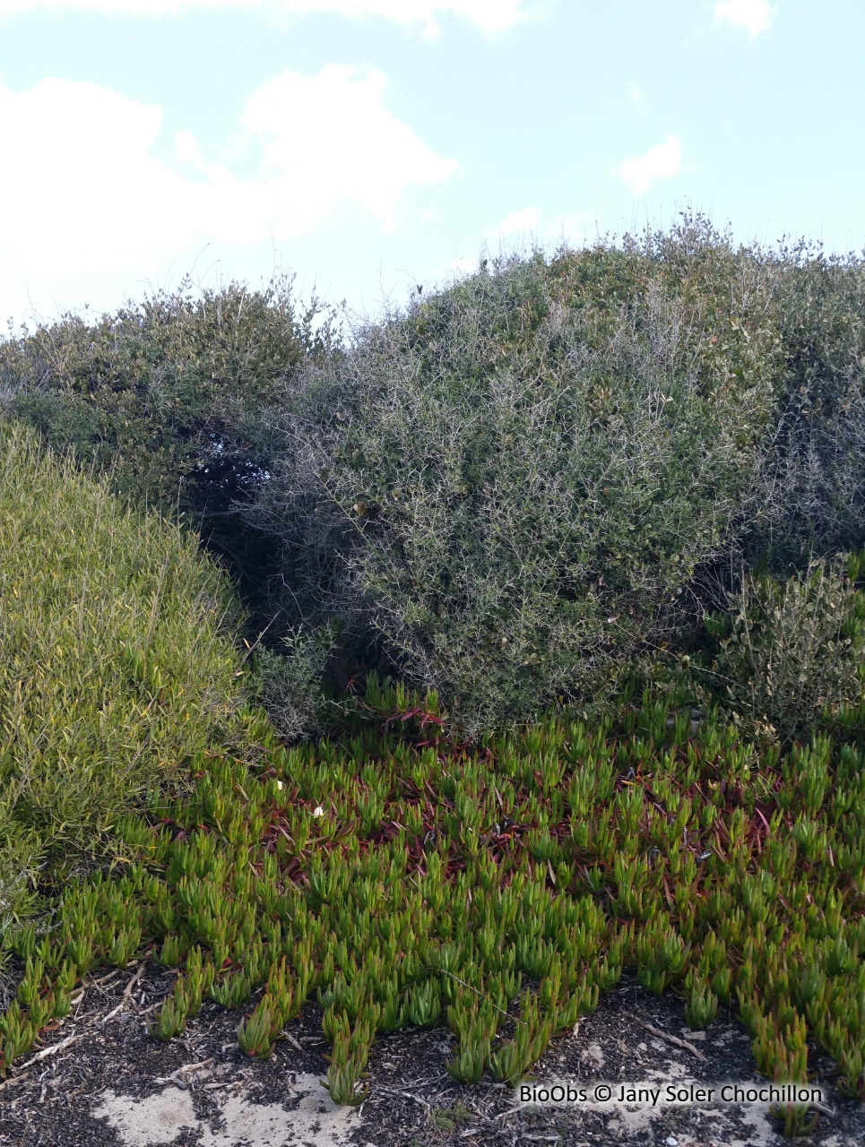 Griffes de sorcière - Carpobrotus edulis / acinaciformis et leur hybride - Jany Soler Chochillon - BioObs