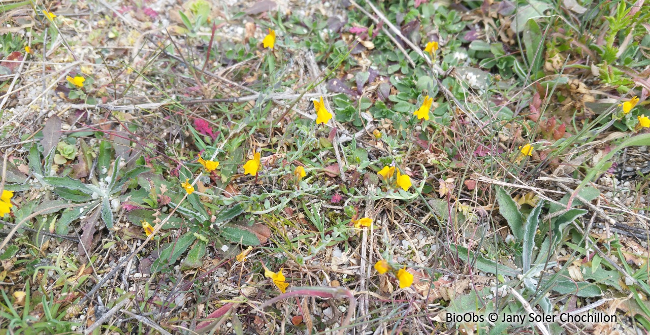 Linaire jaune de Corse - Linaria flava - Jany Soler Chochillon - BioObs