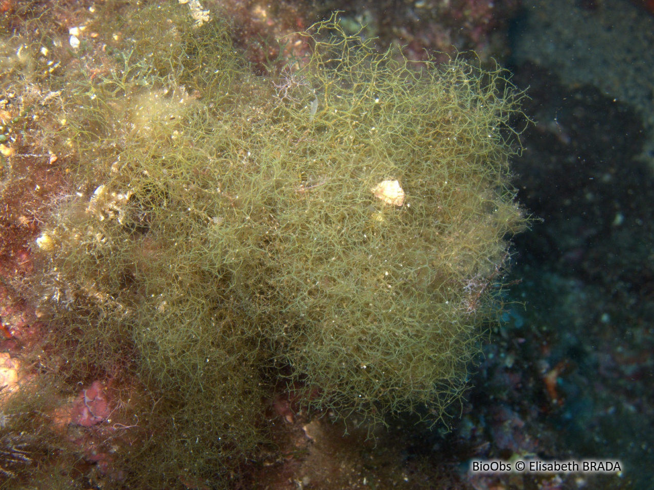 Dictyote jaune - Dictyota implexa - Elisabeth BRADA - BioObs