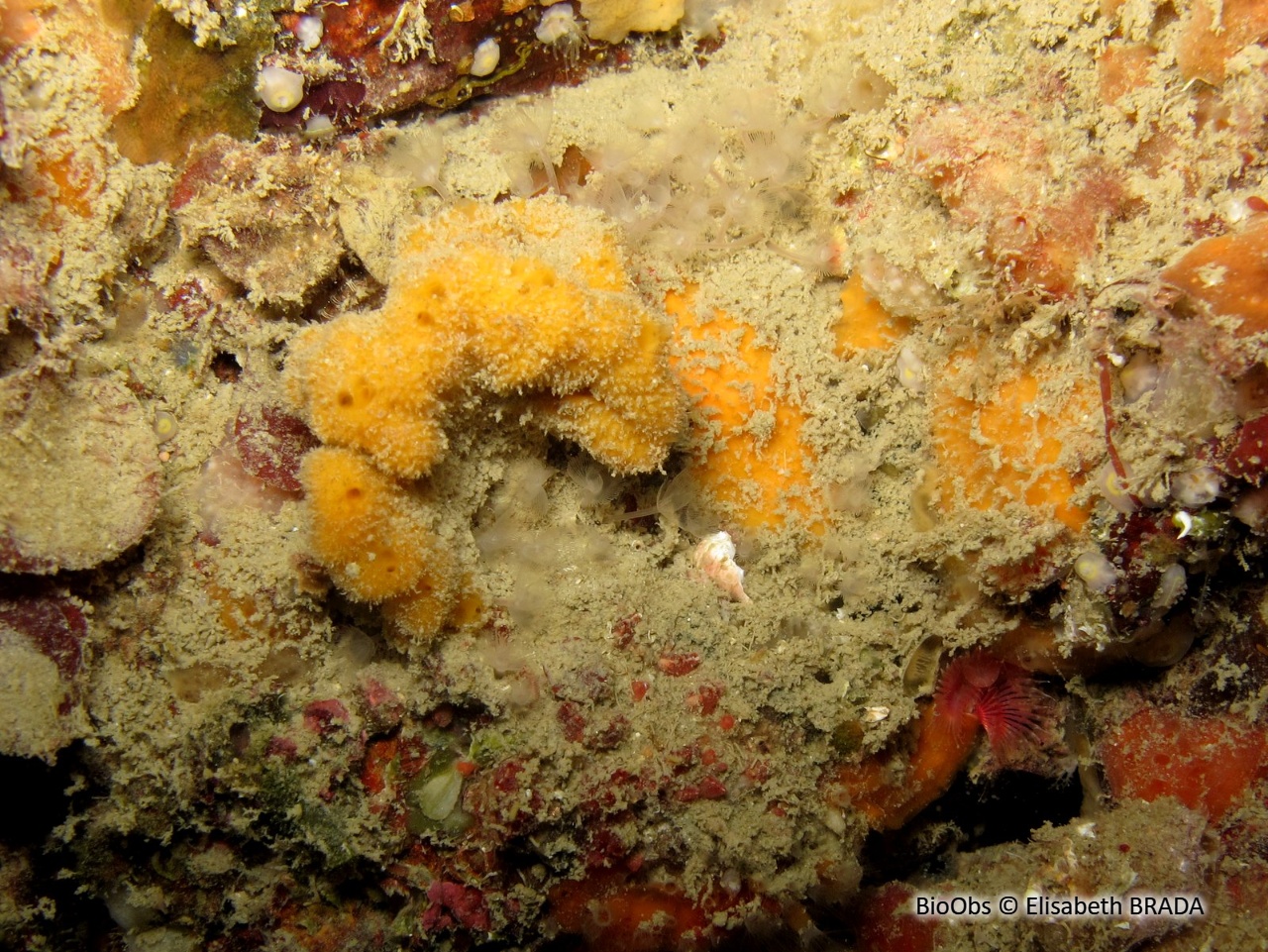 Stelligère étoilée - Stelligera montagui - Elisabeth BRADA - BioObs