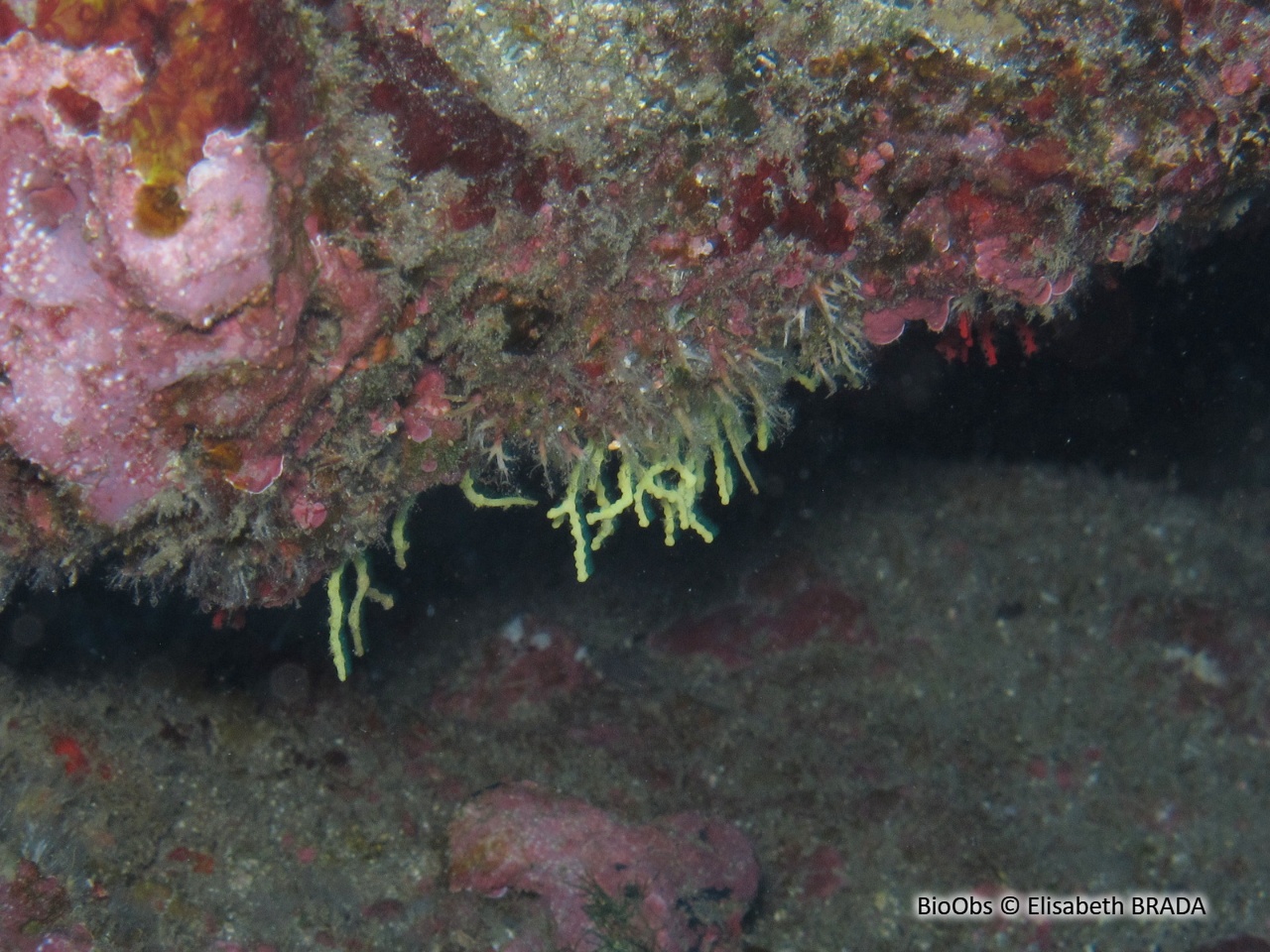 Melithaea (genre) - Melithaea - Elisabeth BRADA - BioObs