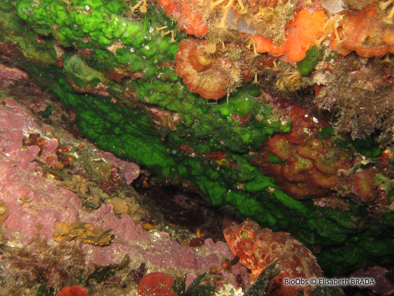 Palmophylle - Palmophyllum crassum - Elisabeth BRADA - BioObs