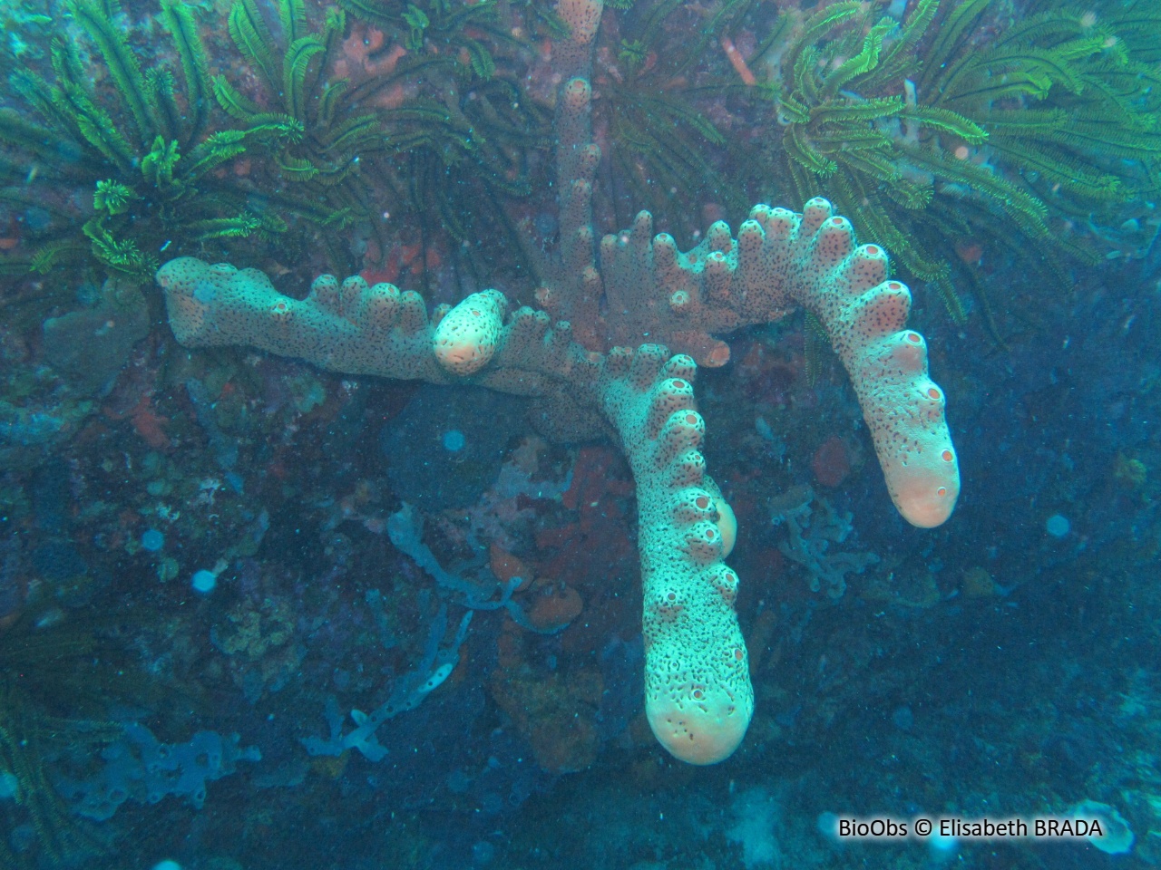 Eponge corne d'élan - Agelas conifera - Elisabeth BRADA - BioObs