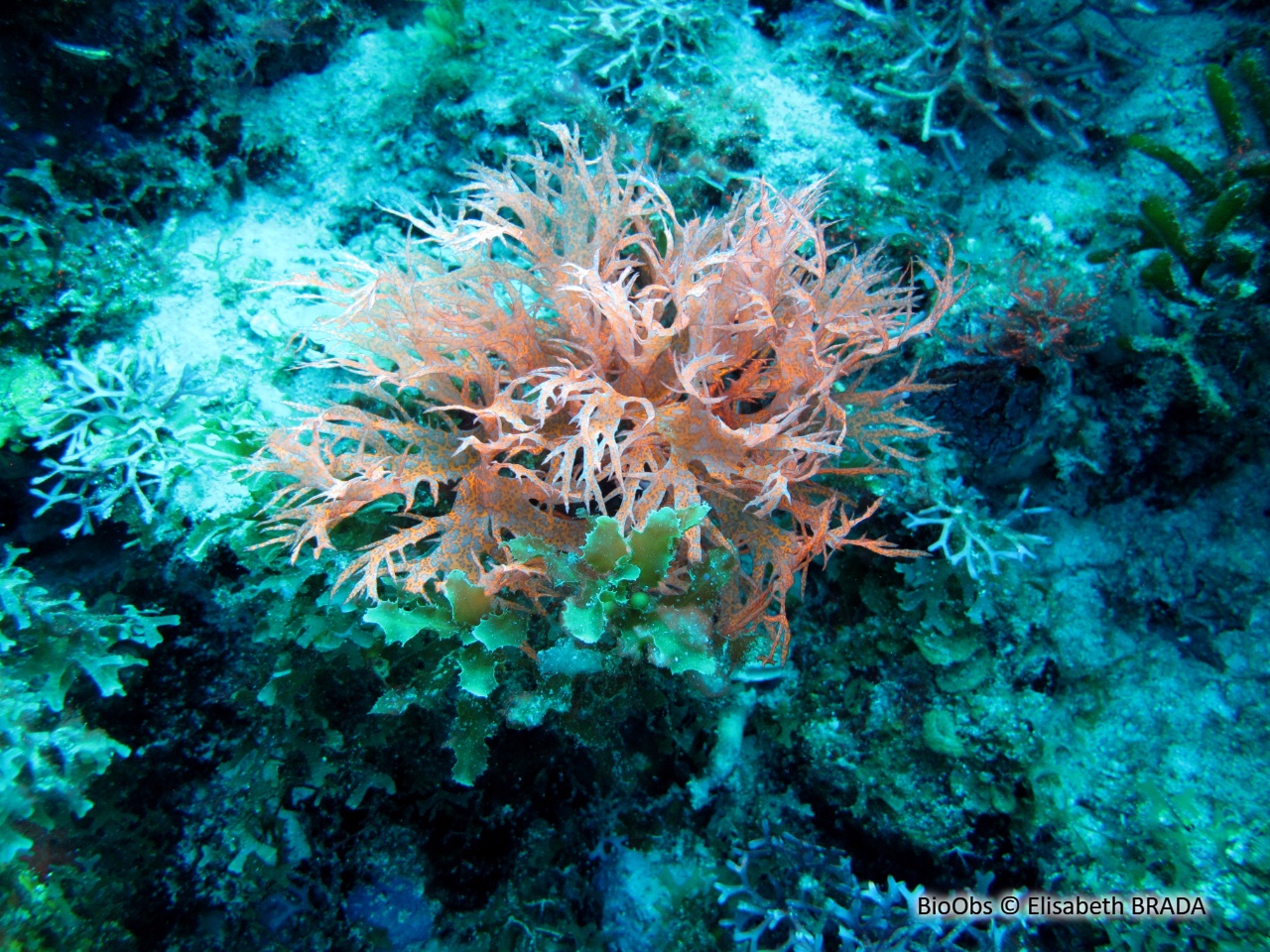 Algue flamme - Halymenia mirabilis - Elisabeth BRADA - BioObs