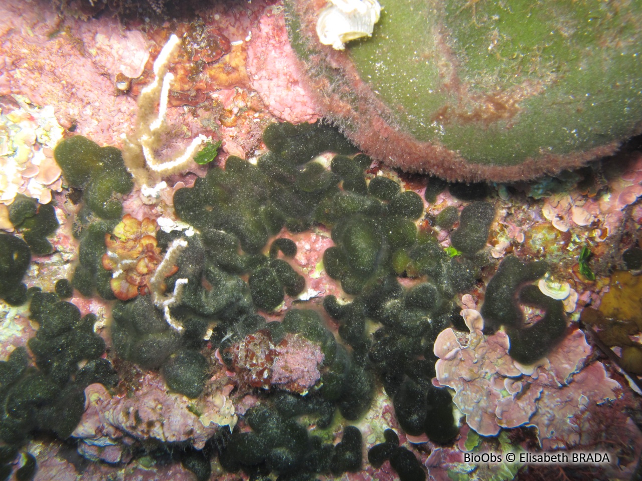 Codium étalé - Codium effusum - Elisabeth BRADA - BioObs