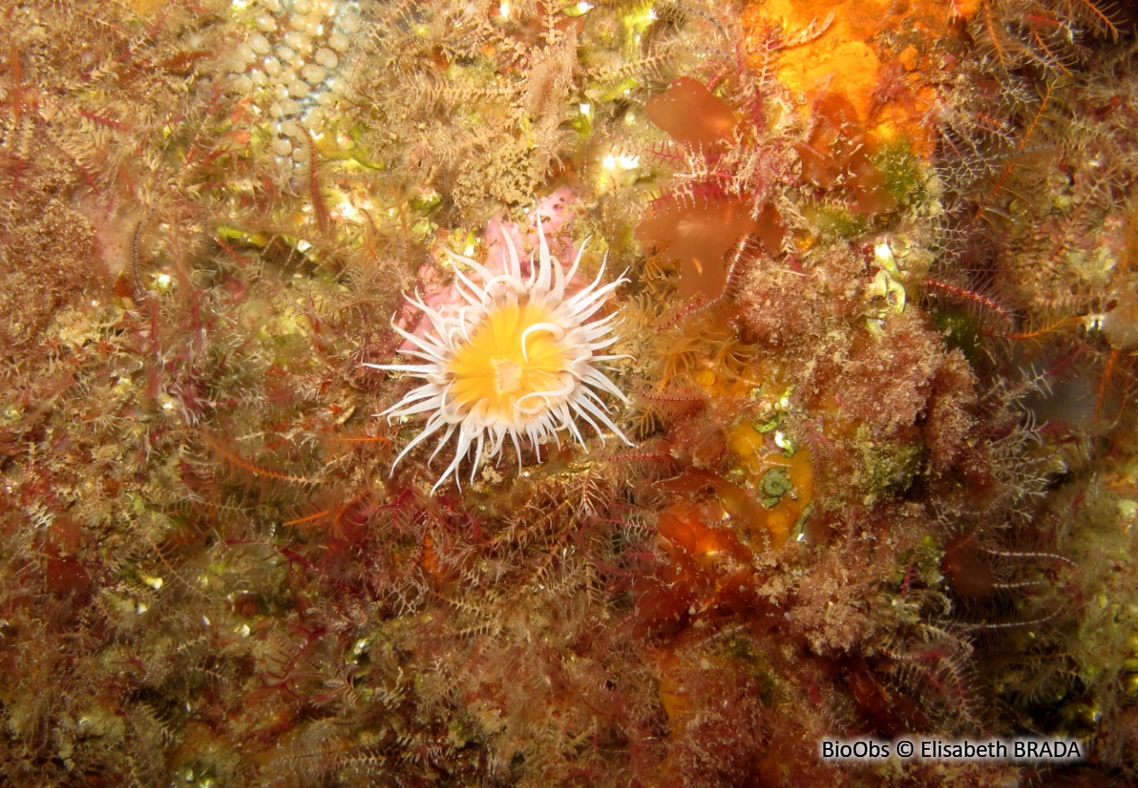Anémone marguerite - Actinothoe sphyrodeta - Elisabeth BRADA - BioObs