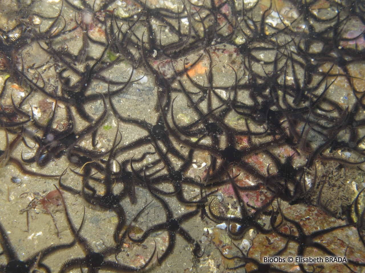Ophiure noire - Ophiocomina nigra - Elisabeth BRADA - BioObs