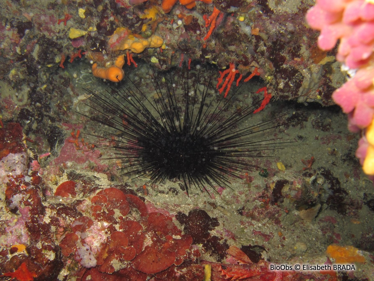 Oursin diadème - Centrostephanus longispinus - Elisabeth BRADA - BioObs