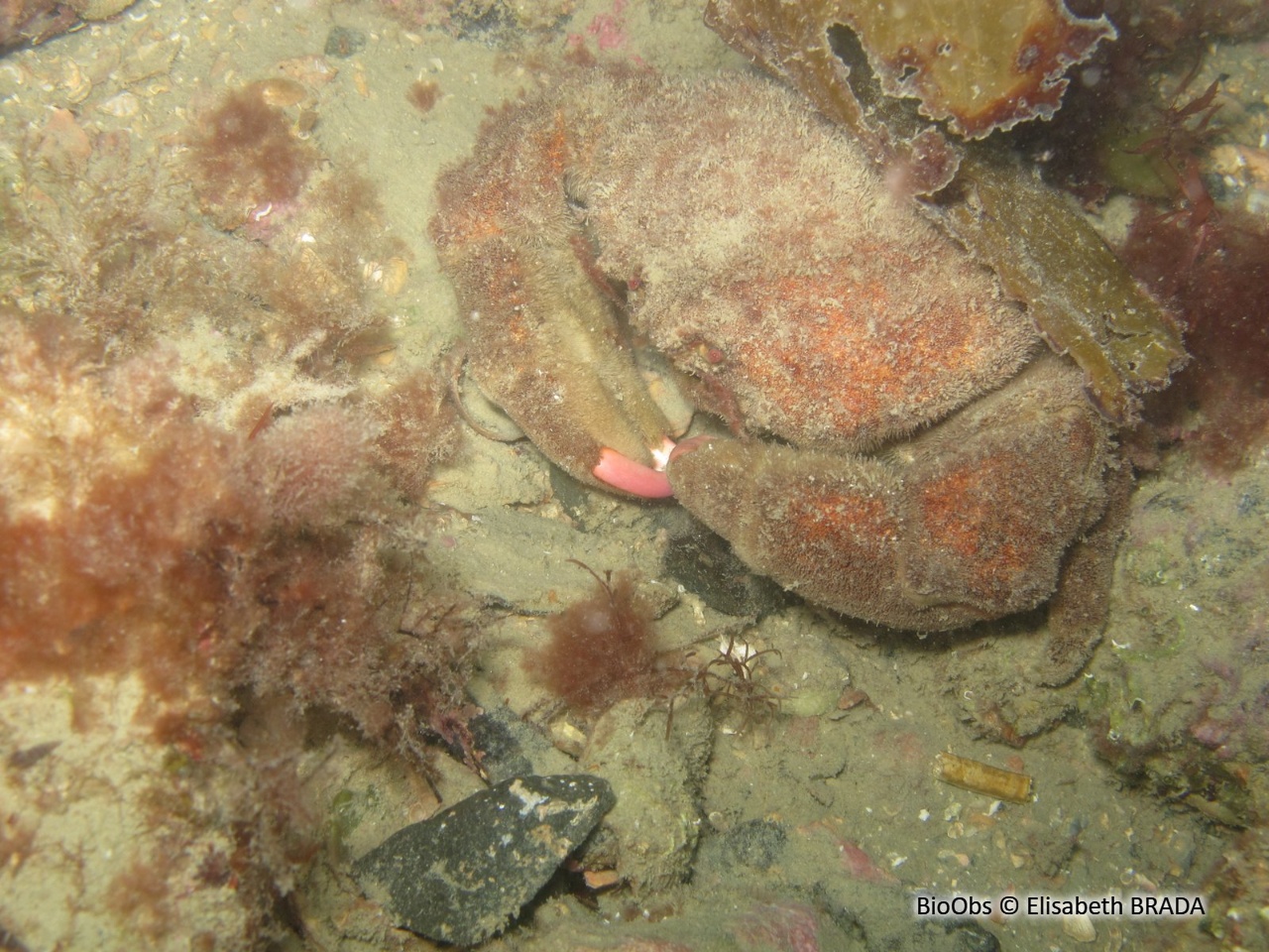 Dromie, petit crabe - Dromia personata - Elisabeth BRADA - BioObs